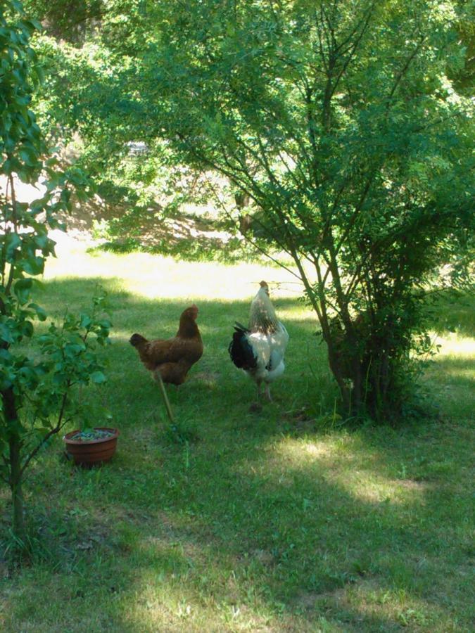 Ferienwohnung Agroturystyka Przysiolek Trzonki Pisz Exterior foto