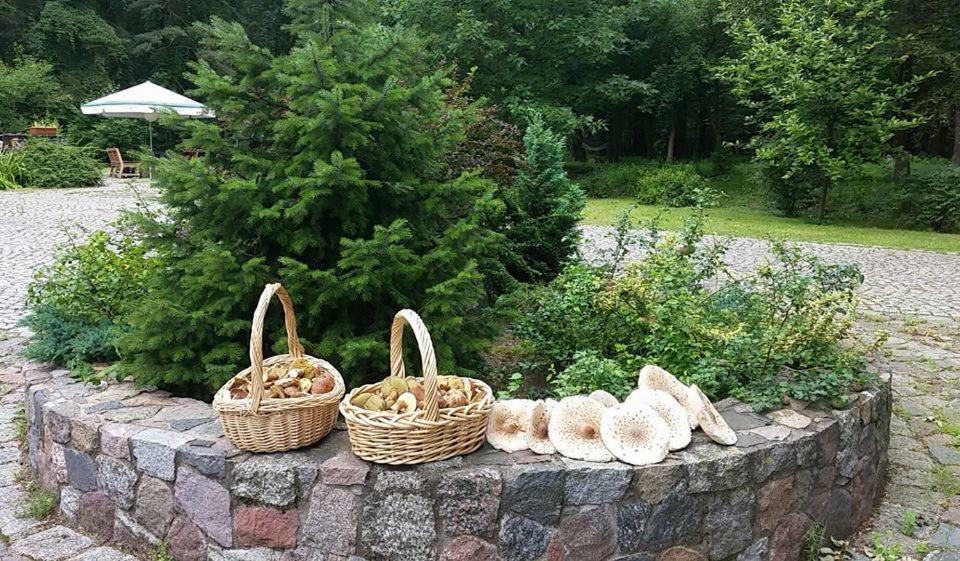 Ferienwohnung Agroturystyka Przysiolek Trzonki Pisz Exterior foto